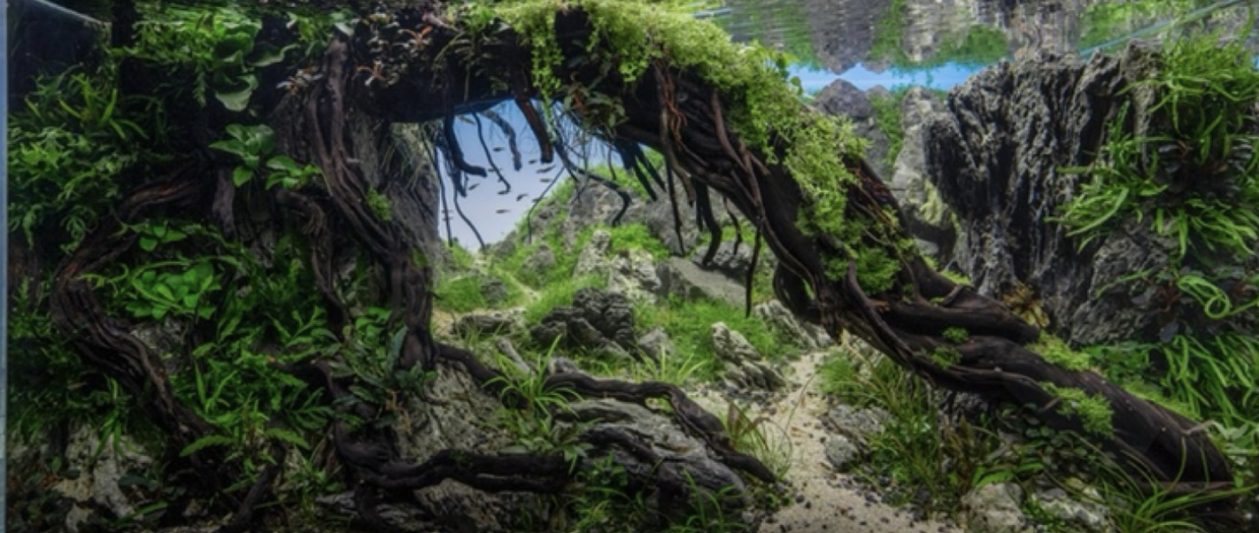 Zen Garden Aquascape - Image 1