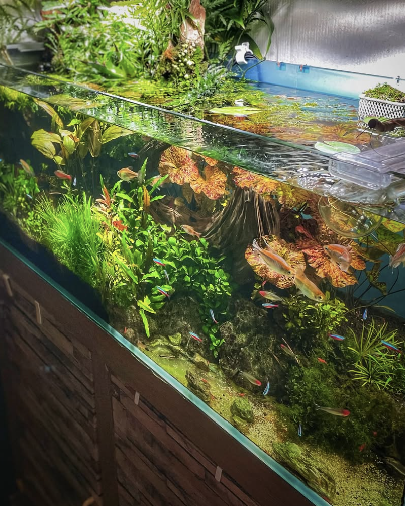 Restaurant Aquarium Feature - Image 1